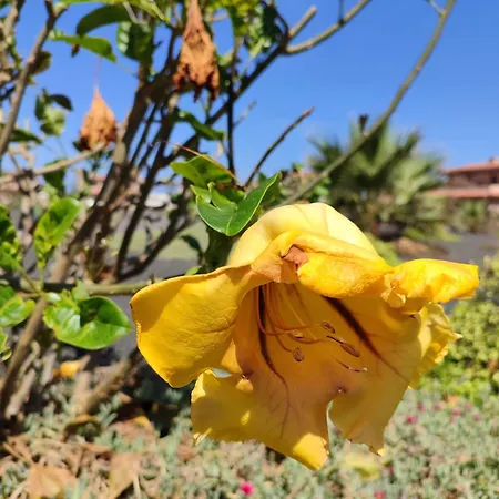 Διαμέρισμα Punta Calma Majanicho